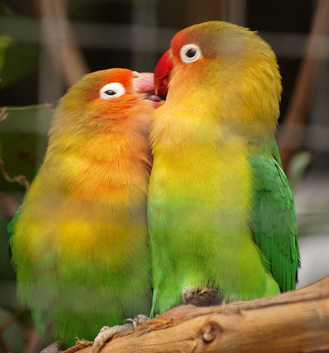 Fischer Lovebird