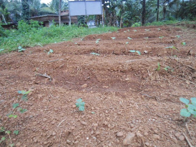 vegitable garden