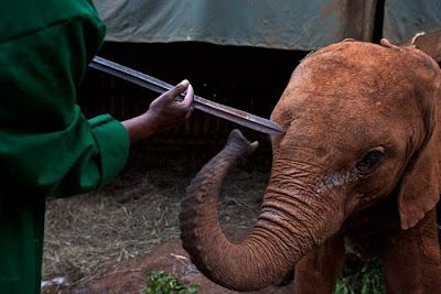 Kenya's Baby Elephant Orphanage Seen On www.coolpicturegallery.us