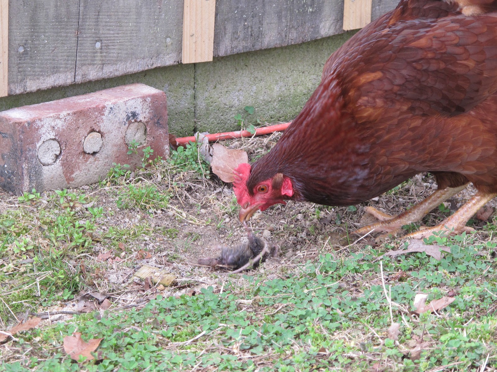 Wings of Dawn Farm Chickens are Omnivores