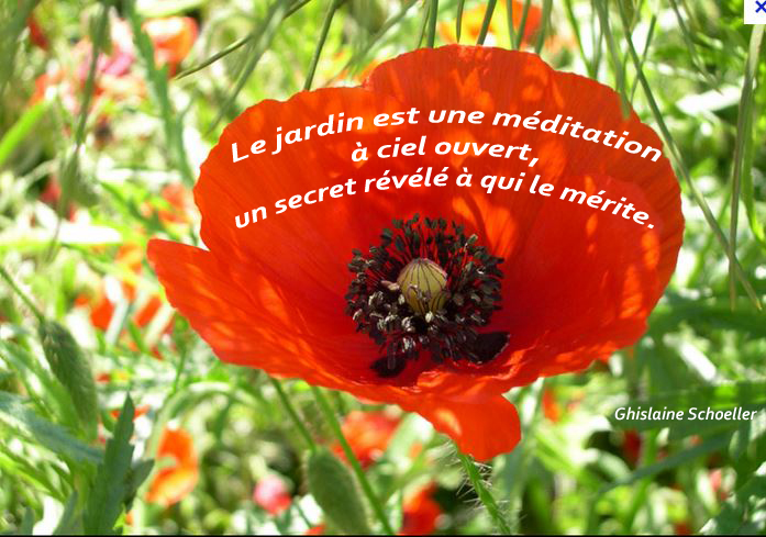 Résultat de recherche d'images pour "mercredi au jardin pinterest"