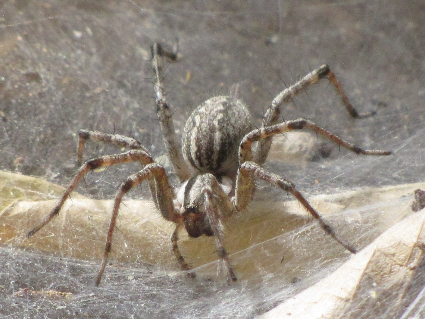 Funnel Spider