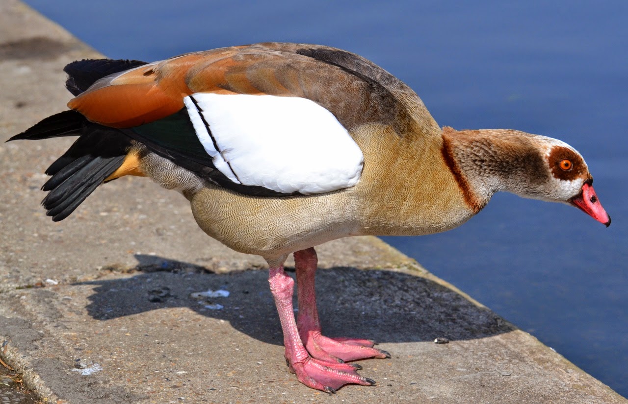 Bird of the Day: April 2015