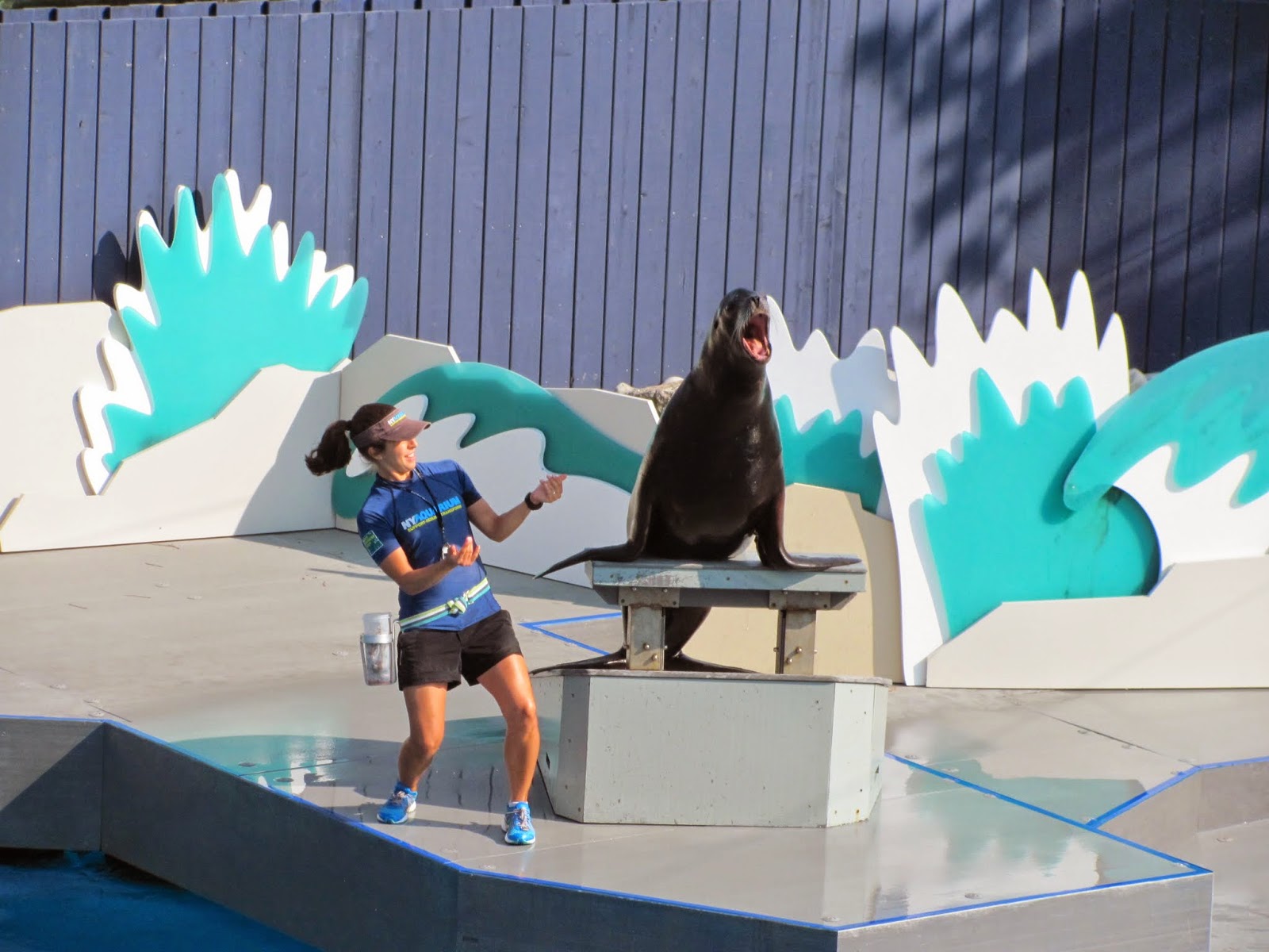 The Sealion Show at the NY Aquarium The Sealion Show at the NY Aquarium