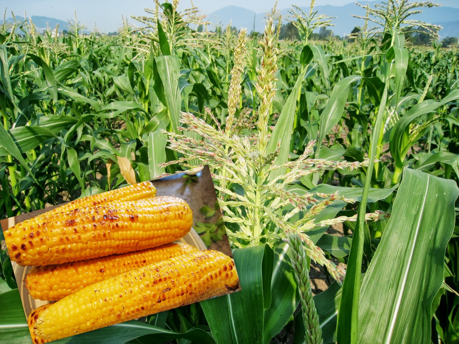 Mennonite Girls Can Cook Corn, Avocado, Shrimp Salad