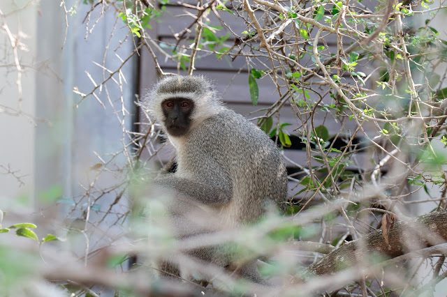 Segundo viaje a Sudáfrica, Mozambique y Swazilandia - Blogs de Africa Sur - 17-08-15. Mkuze, otra agradable sorpresa. (10)