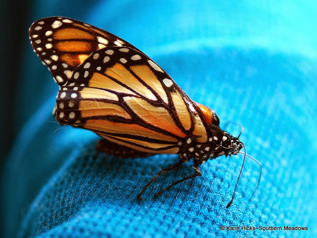 Monarch with crinkled (deformed) wings