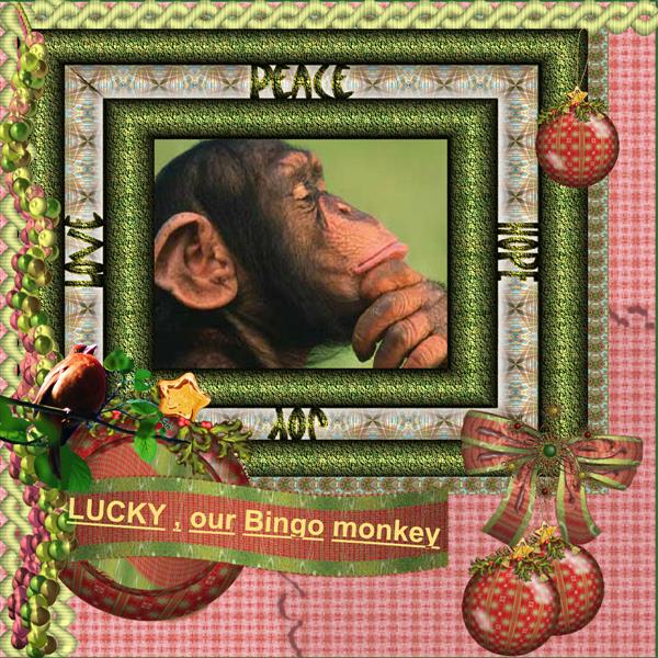 Lucky , our Bingo monkey