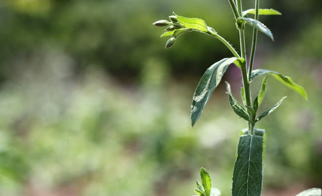 Great Willowherb Flowers Pictures Great Willowherb Flowers Pictures