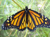 Monarch