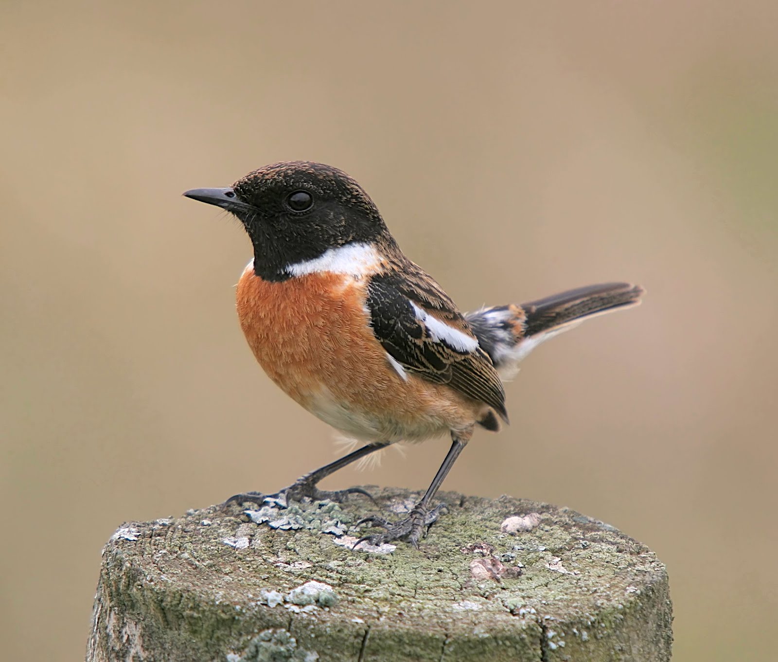 MONTGOMERYSHIRE BIRDS BTO Chat survey needs you.....