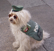 Dog Pictures: German Spitz dog german spitz dog 