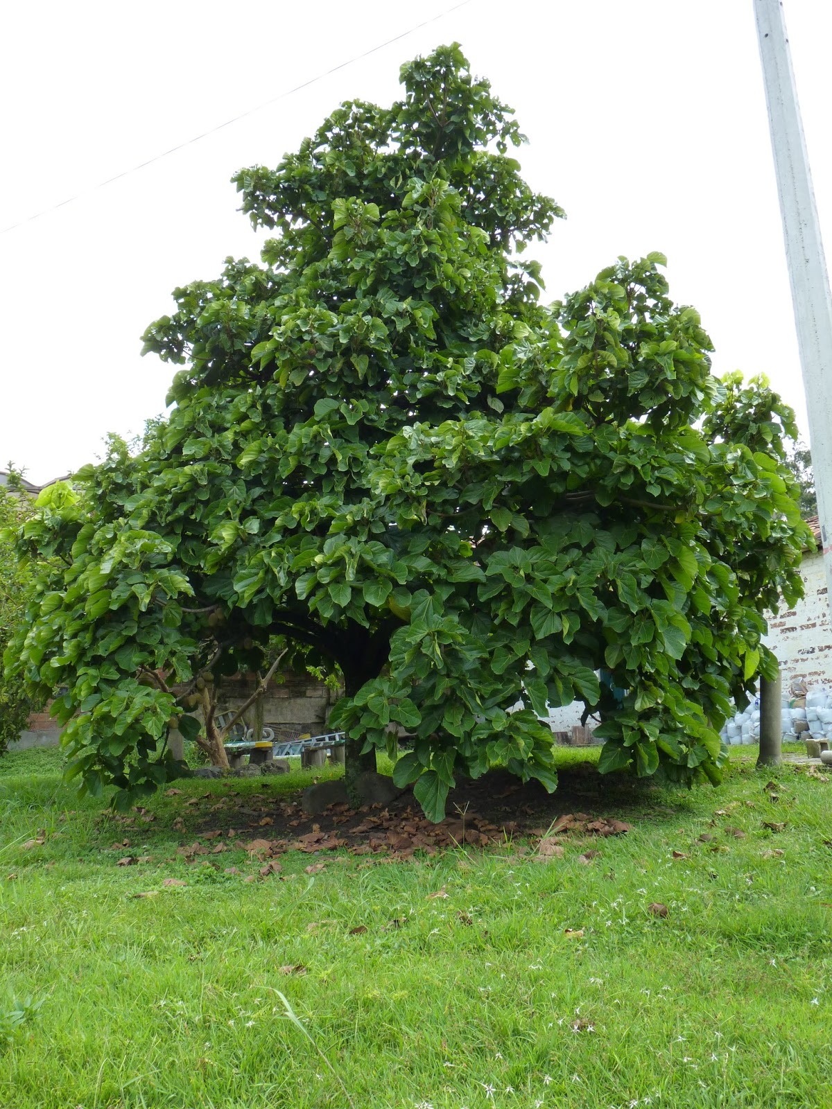 ARBORETUM ÁRBOLES FANTÁSTICOS, el Zapote