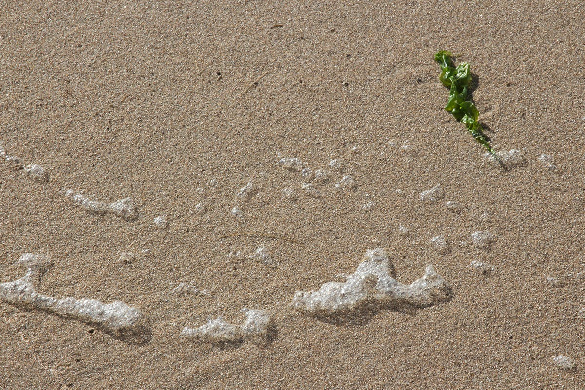 sea foam and weed on sand