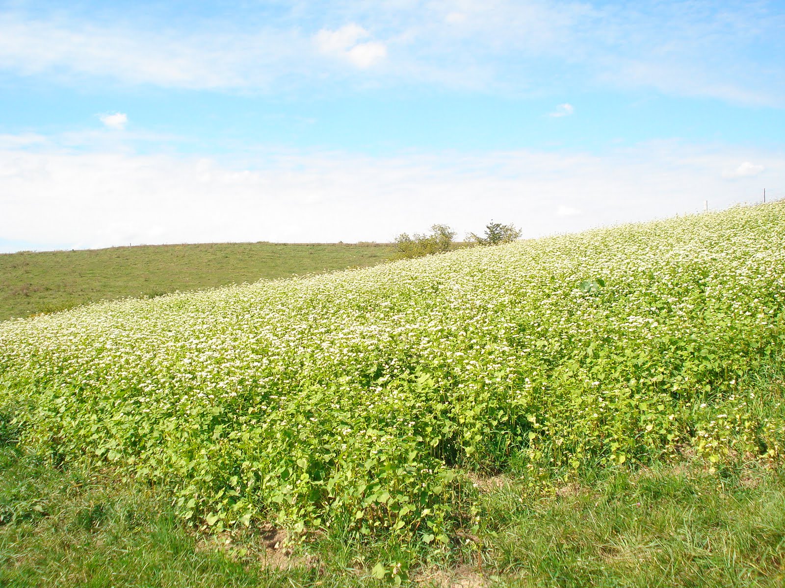 3 Flat Acres Buckwheat on Buckwheat Ridge Road...