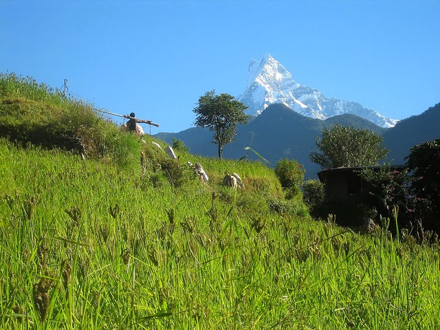 mount fishtail, macchapuchhre himal, pokhara, pokhara valley, annapurna, annapurna region trekking mount fishtail, macchapuchhre himal, pokhara, pokhara valley, annapurna, annapurna region trekking