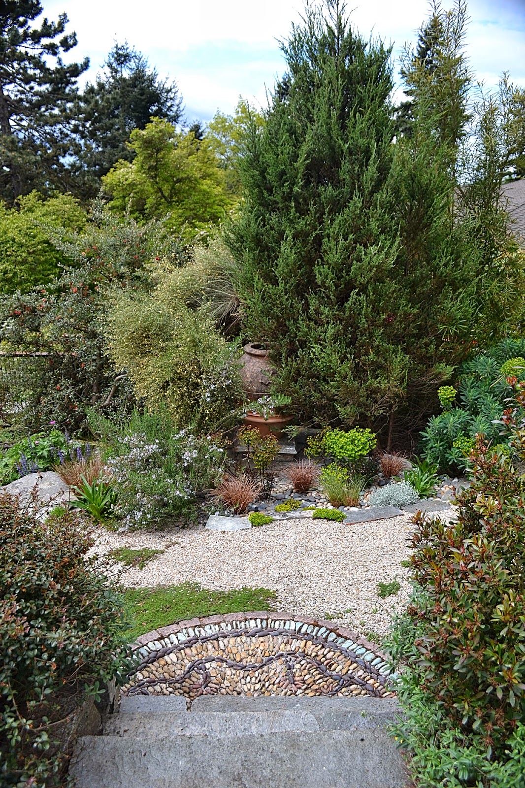 Cultus Bay Nursery Berberis Corylopsis Osmanthus Phsocarpus