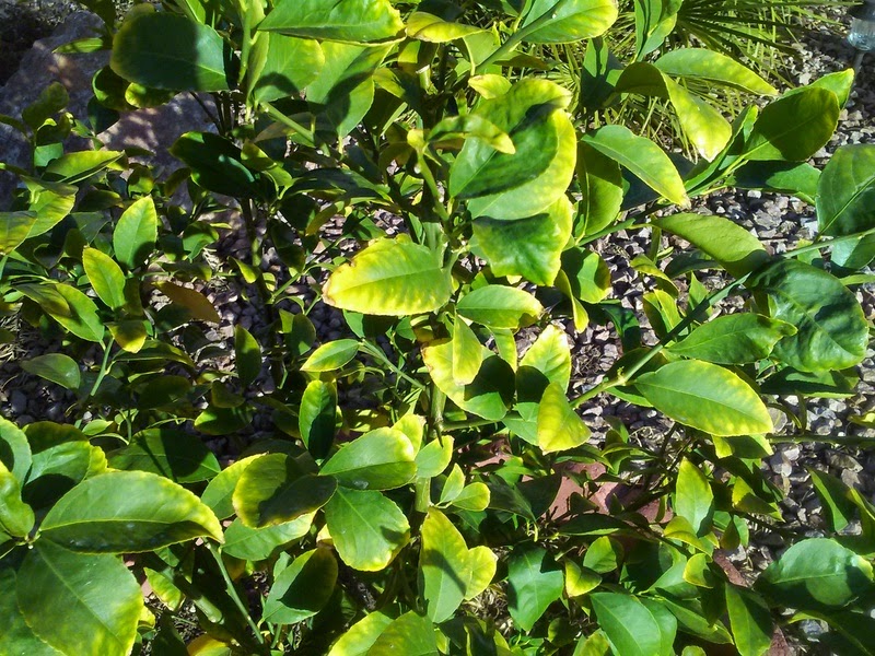 Xtremehorticulture of the Desert What is Causing Citrus Leaves to Yellow?