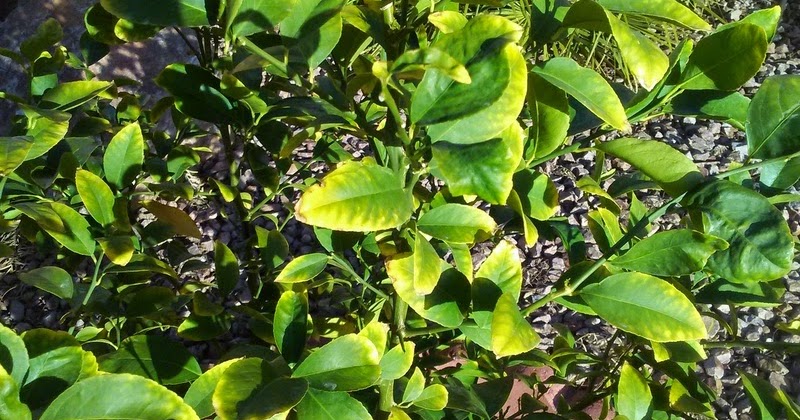 Xtremehorticulture of the Desert: What is Causing Citrus Leaves to Yellow?