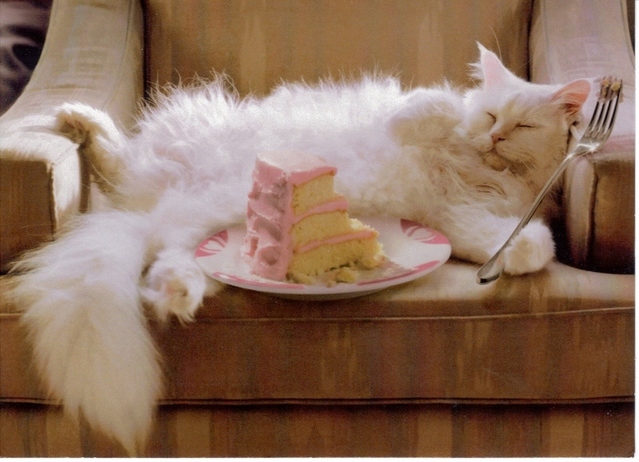 cat & cake