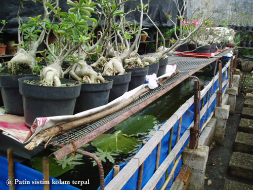 pusat nila cirebon macam macam desain kolam terpal pusat nila cirebon macam macam desain kolam terpal