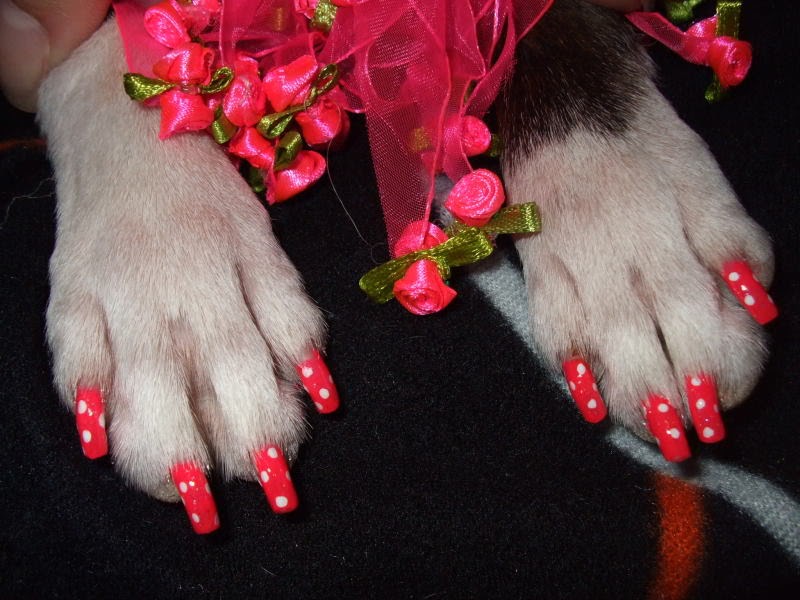 How To Clip Dog S Nails When They Hate It How To Clip Dog S Nails When They Hate It