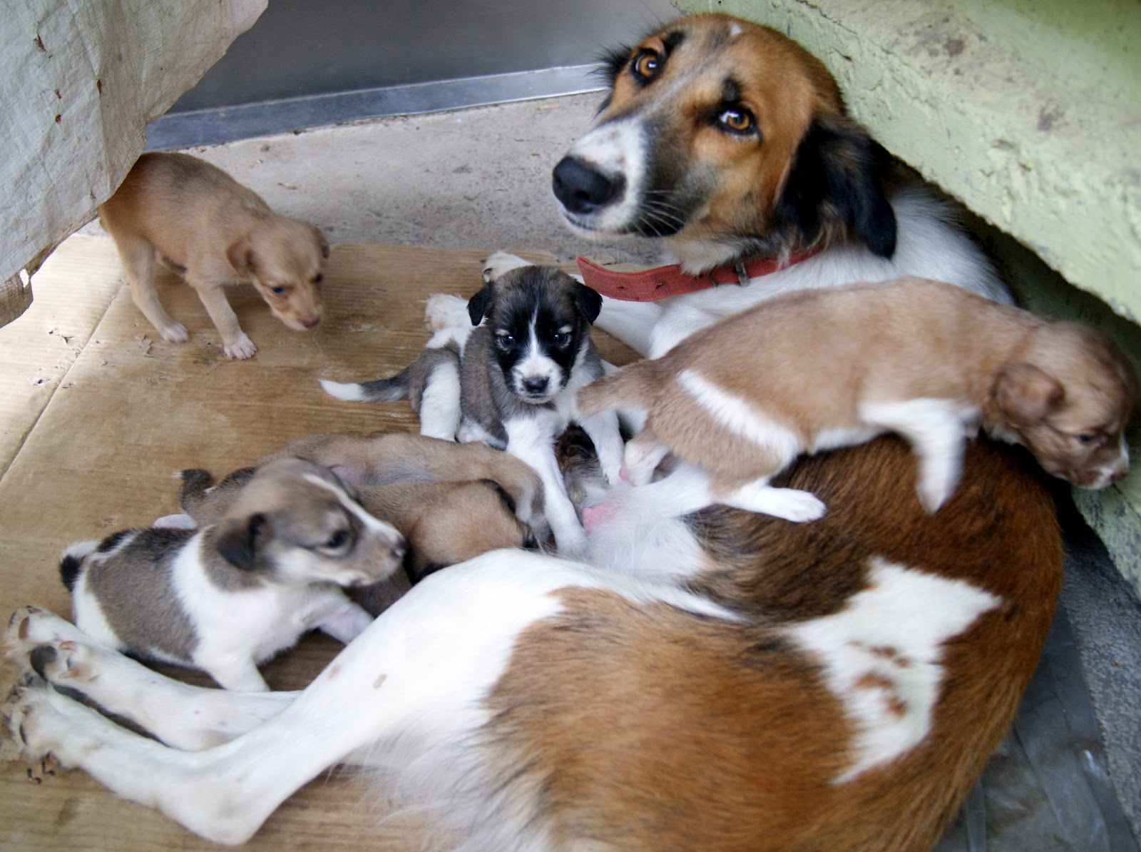 Adopt an Indian Stray dog/cat and bring home joy and happiness Furry