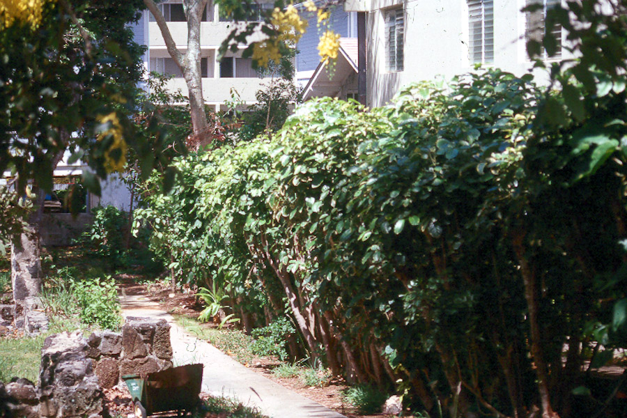 Hawaii Horticulture Hedges in Hawaii's Landscapes, Part 2