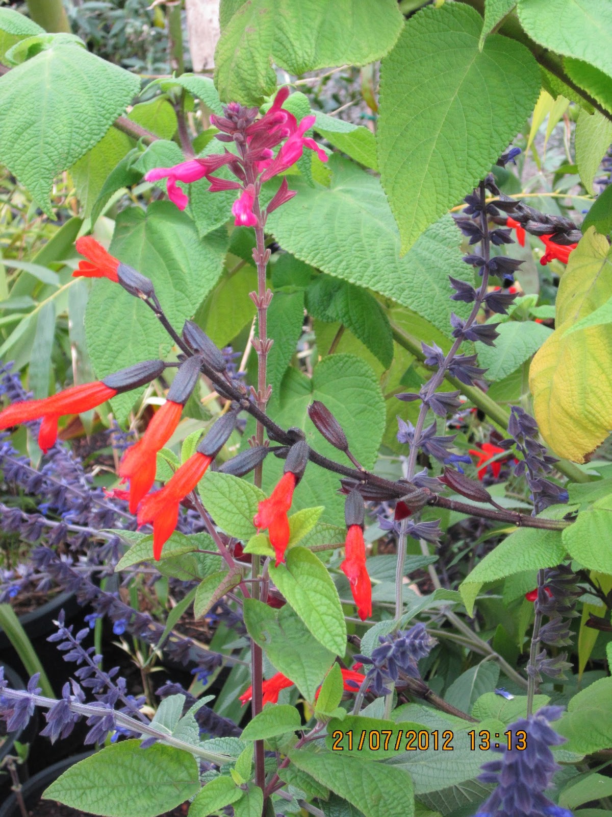 The Niche Nursery More Plants From The Niche&hellip;&hellip;&hellip;&hellip;&hellip;