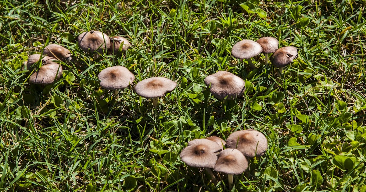 Walking Arizona Mushrooms in the lawn
