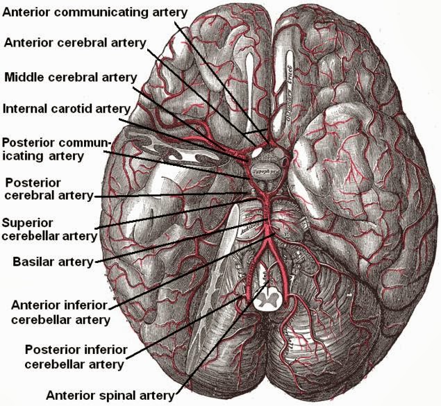 The brain and arteries at base of the brain public domain image of arteries in brain