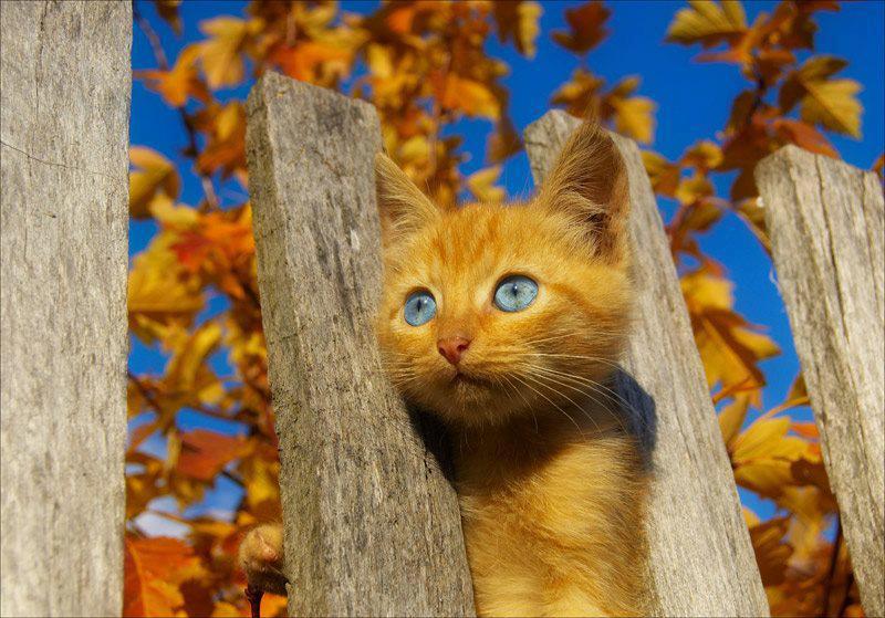 La loca de los Gatos  Gatito+gato+de+ojos+azules+cria+cahorro+bebe
