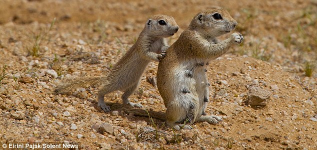cute baby animal pictures, baby squirrel pictures, ground squirrel pictures, cute baby squirrel