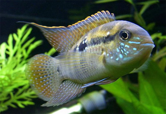 All About Family of Aquarium Fish Anabantidae, Ctenopoma maintenance