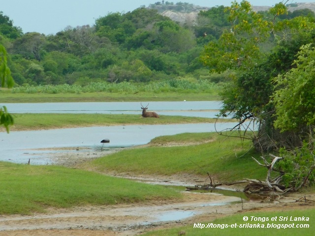 Les mammiferes de Yala