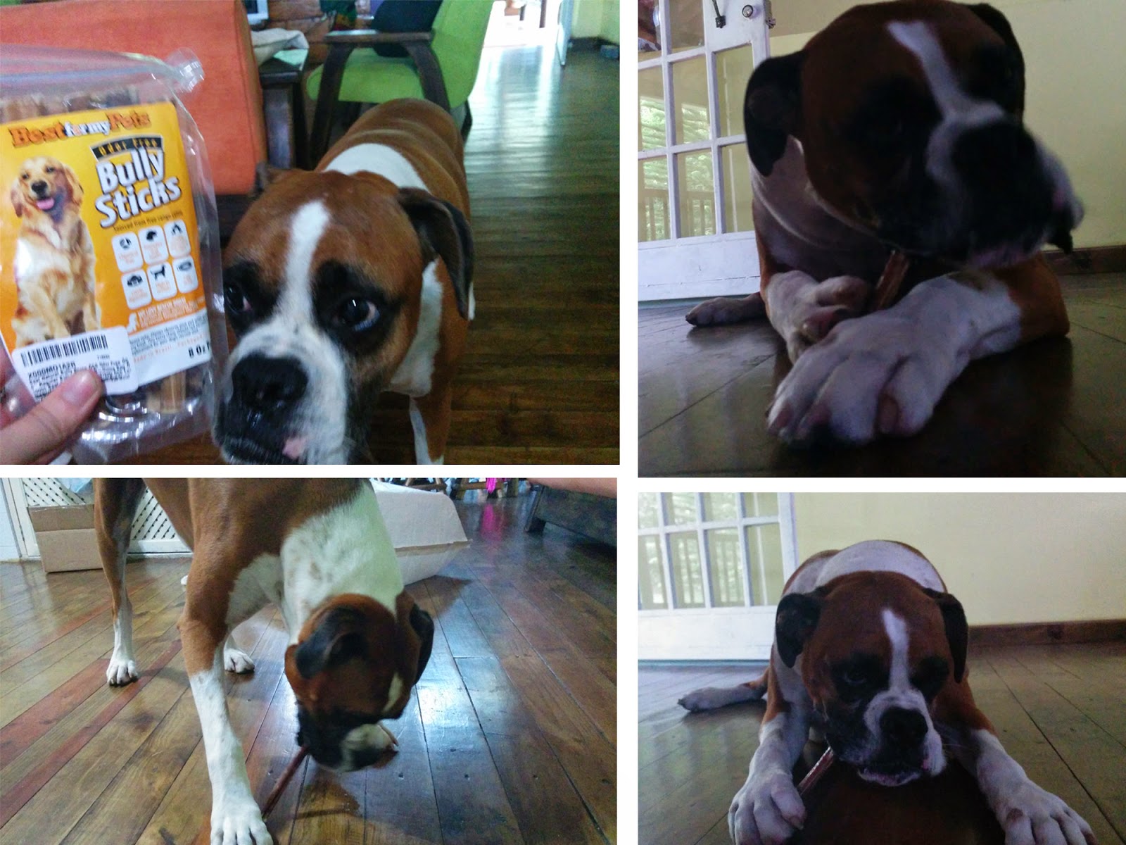 My Dog Eats Bully Sticks My Dog Eats Bully Sticks