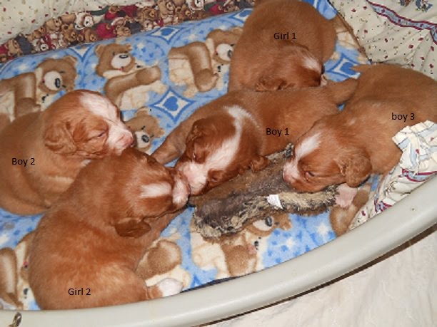 puppies @ 3 weeks