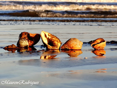 Conchas na Praia do Cassino