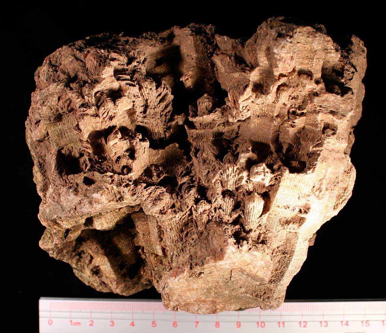 Louisville Fossils and Beyond Acrocyathus Mississippian Fossil Coral