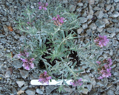 Newly Puchased Teucrium Cossonii (aka Fruity Germander), © B. Radisavljevic