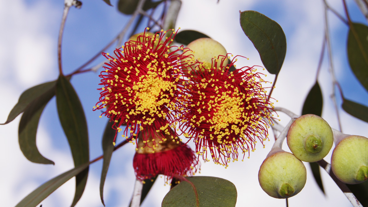 Melbourne Fresh Daily MELBOURNE STREET TREES 13