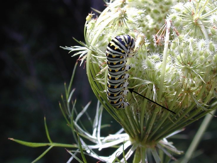 Field Biology in Southeastern Ohio: Stinging Slug Caterpillars, OUCH!!