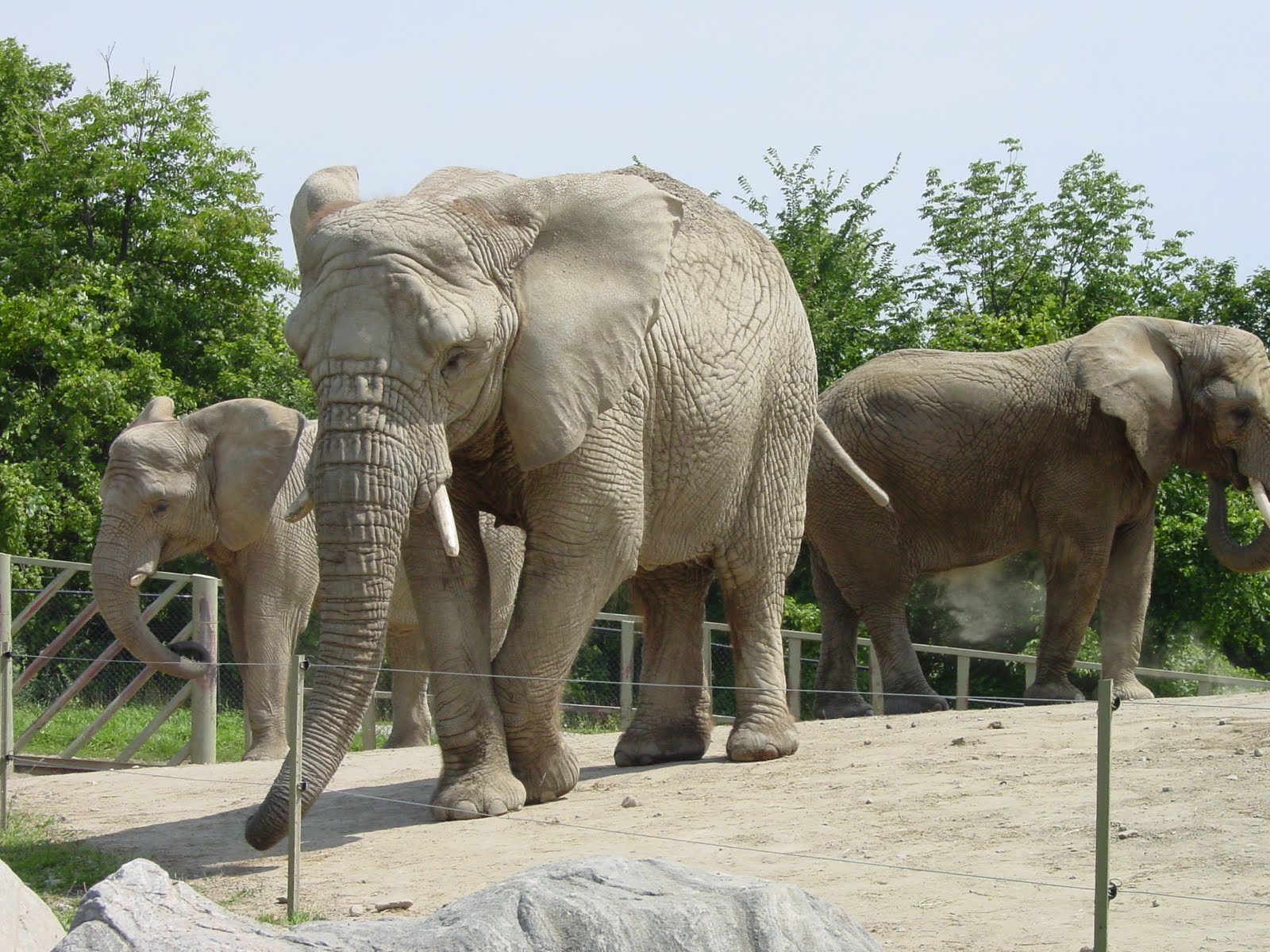 No more elephants at the Toronto Zoo