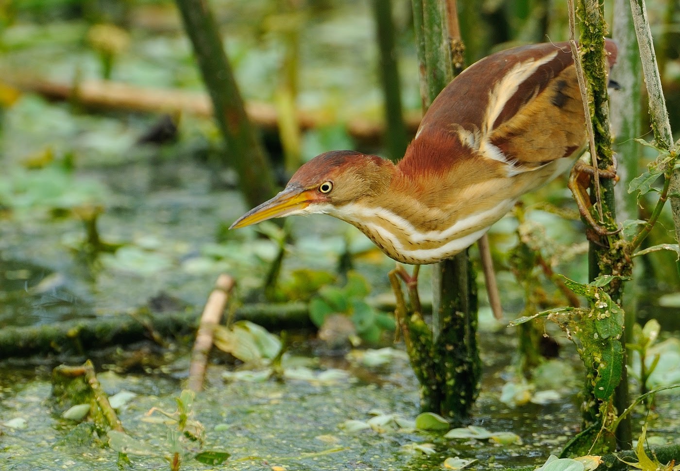 Steve Rogers birding Least Bittern deals quickly with a green frog