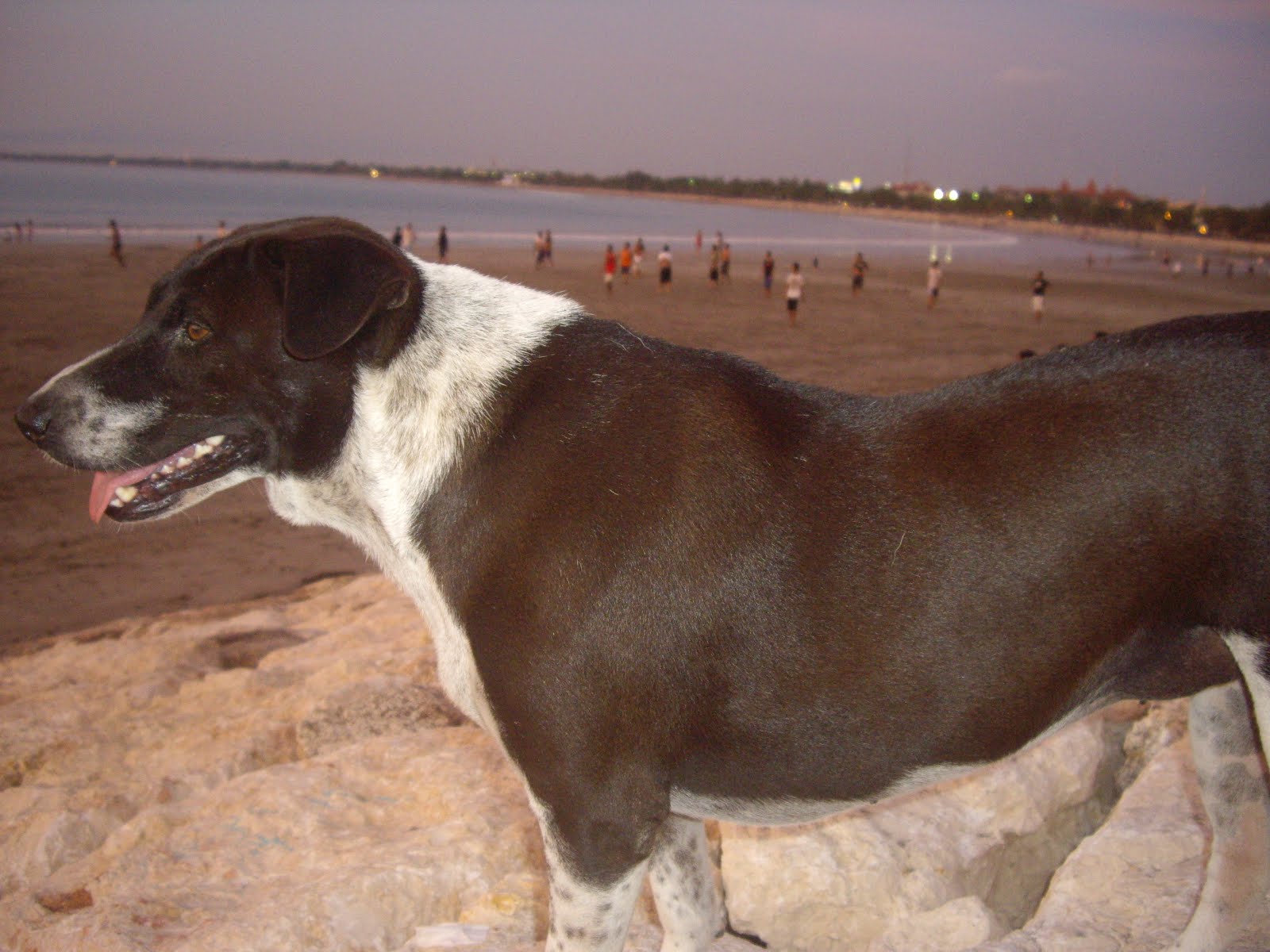 MY BALI BEACH DOG, CHESSIE, ON GORGEOUS KUTA BEACH