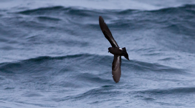 European Storm-petrel, Scilly Pelagic