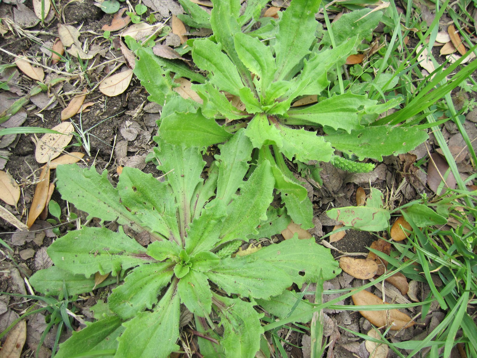 Wild Edible Texas April 2013