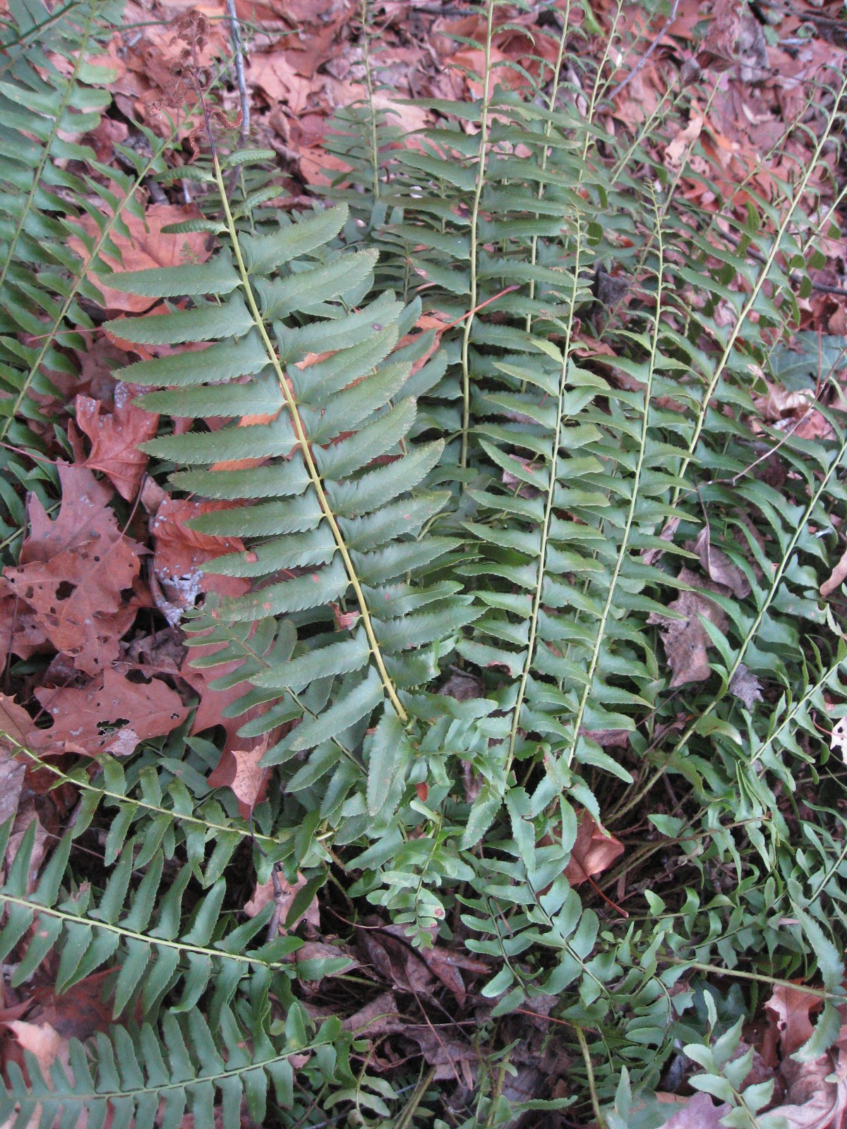 Capital Naturalist by Alonso Abugattas Christmas Fern