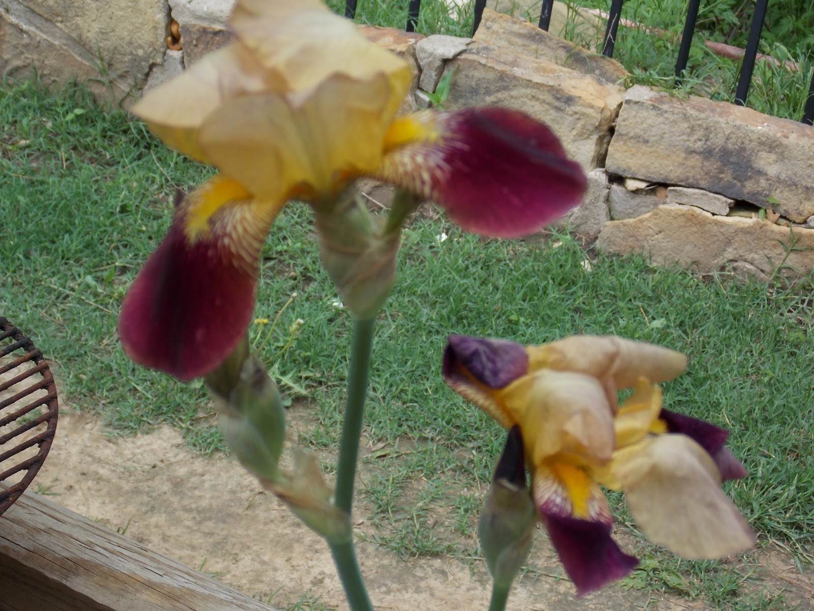 Keep Calm and KERRI On What is the Plural of "Iris"? Huh...