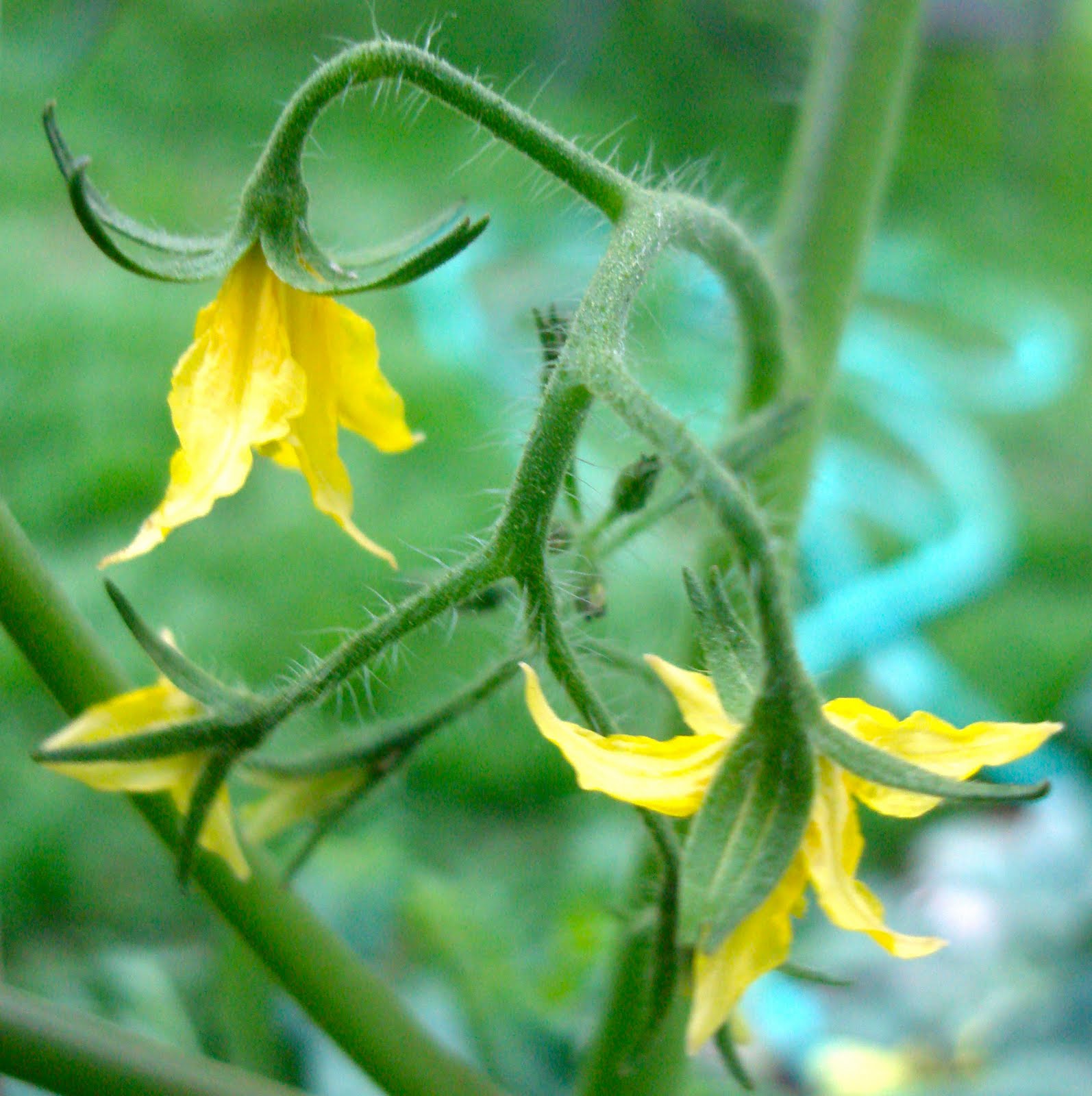 the back quarter acre A watched tomato